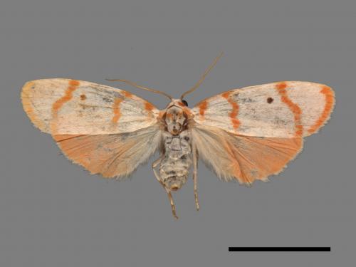 Cyana hamata[優雪苔蛾][00052596]