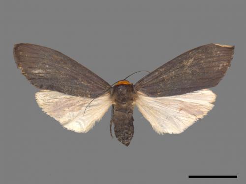 Paraona staudingeri[烏閃苔蛾][00052819]