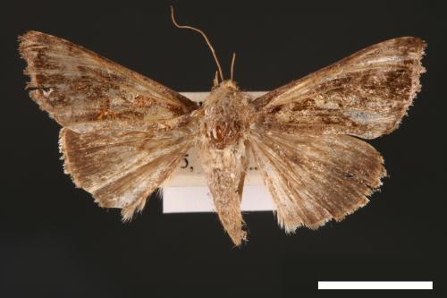 Chrysodeixis eriosoma[南方錁夜蛾][00003459]