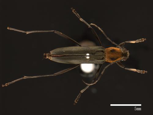 Grammographus flavicollis[欠紋鋸角虎天牛(胸紋刺鬚虎天牛)][00080882]