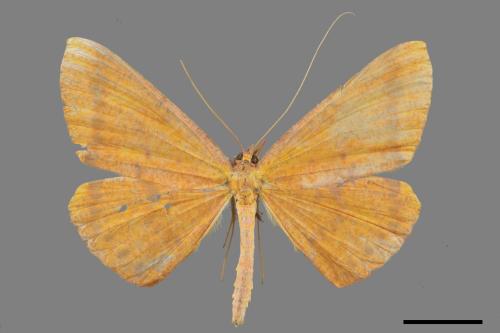 Eumelea ludovicata[雌黃粉尺蛾][00019613]