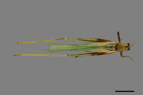<已分類>Order：Orthoptera[直翅目][00049459]
