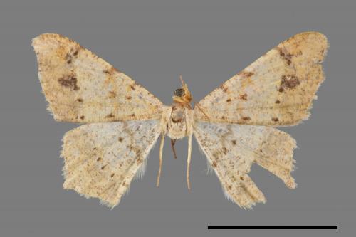 Macaria abydata[雙前斑尾尺蛾][00019447]