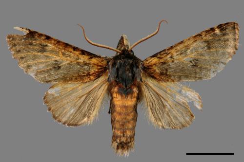 Pantherinus bipunctatus bipunctatus[雙點新林舟蛾][00039432]