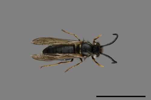 Vespula flaviceps[細黃胡蜂][00072872]