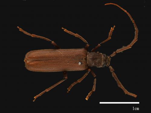 Cephalallus oberthuri[奧氏凹胸天牛(對馬凹胸天牛)][00082518]