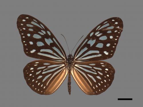 Ideopsis similis[琉球青斑蝶][00026764]