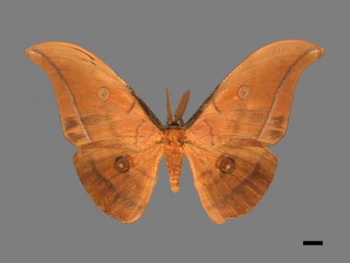 Antheraea yamamai superba[大透目天蠶蛾][00016079]