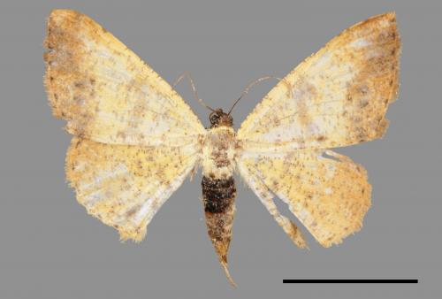 Lophobates inchoata[褐緣黃尺蛾][00038309]
