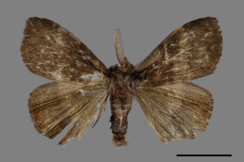 Ilema kosemponica[甲仙毒蛾][00059702]