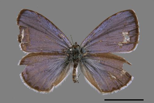 Celastrina oreas arisana[阿里山琉璃小灰蝶][00015445]