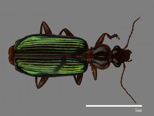 <已分類>Family：Carabidae[步行蟲科][00081974]