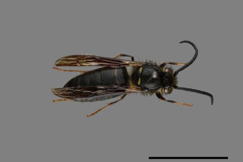 Vespula flaviceps[細黃胡蜂][00072952]