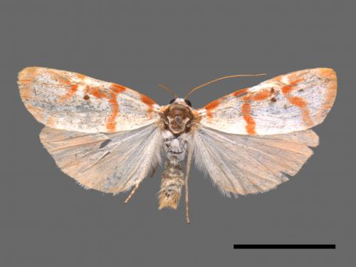 Cyana hamata[優雪苔蛾][00042239]