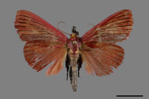 Arctioblepsis rubida[00092204]