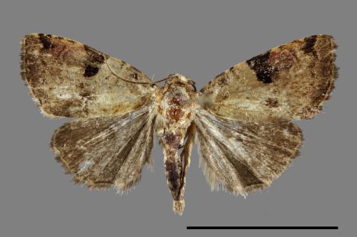 Pseudeustrotia bipartita[00092304]