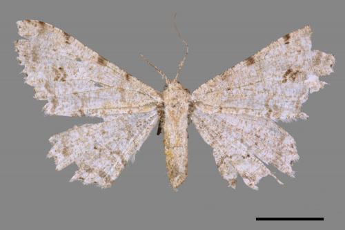 Lassaba parvalbidaria parvalbidaria[污雪雙斑尺蛾][00051804]
