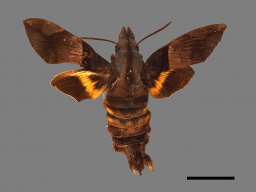 Macroglossum passalus[虎皮楠長喙天蛾][00016619]