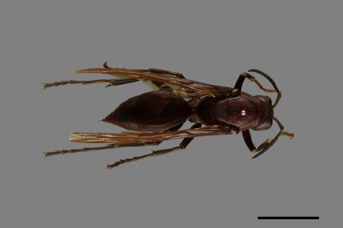 Polistes gigas[巨長腳蜂][00074419]