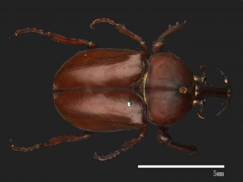 Allomyrina dichotomus[獨角仙][00086115]