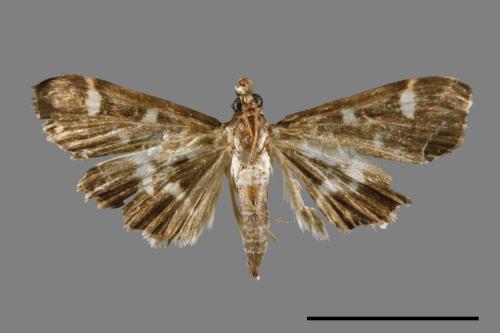 <已分類>Genus：Pleuroptya[00065739]