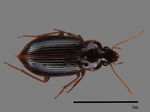 <已分類>Family：Carabidae[步行蟲科][00081999]