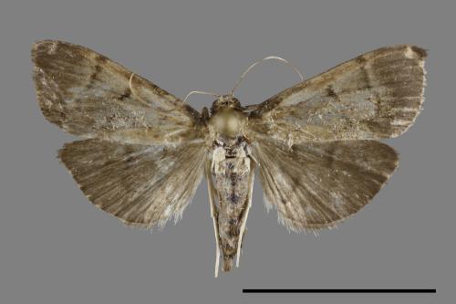<已分類>Family：Pyralidae[螟蛾科][00092925]