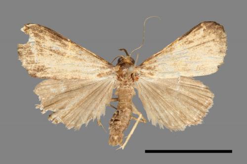 <已分類>Family：Noctuidae[夜蛾科][00011141]