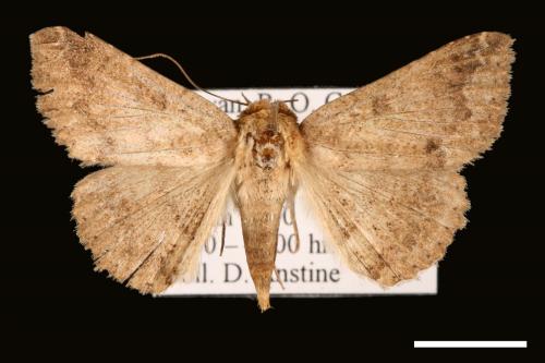 Ericeia inangulata[00030443]