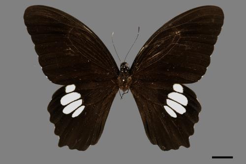 Papilio castor formosanus[無尾白紋鳳蝶][00105861]