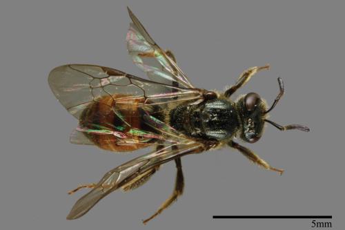 <已分類>Family：Halictidae[隧蜂科][00075242]