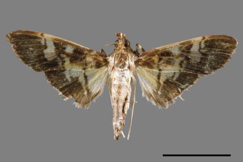 <已分類>Family：Crambidae[草螟科][00065789]