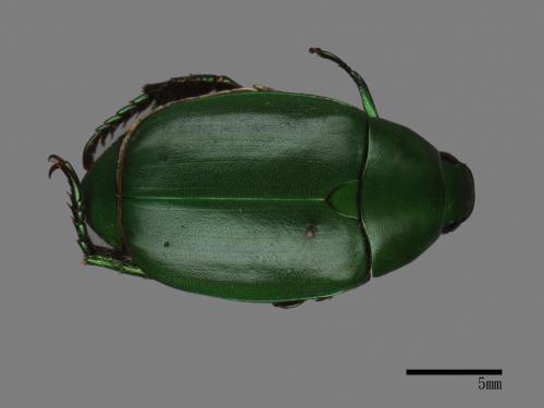 Anomala albopilosa trachypyga[小青銅金龜][00040080]