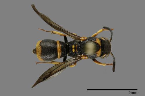 Subancistrocerus kankauensis[00013208]