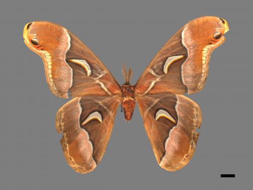 Samia watsoni formosana[大眉紋天蠶蛾][00016421]