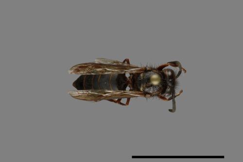 Vespula flaviceps[細黃胡蜂][00073213]