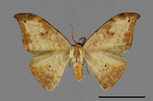 Strepsigonia diluta takamukui[枯葉紋鉤蛾][00071414]