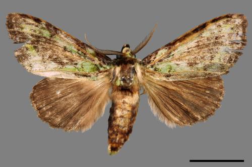 Somera viridifusca viridifusca[瑟舟蛾][00044529]