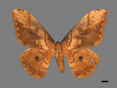 Saturnia thibeta nbsp okurai[大綠目天蠶蛾][00016464]