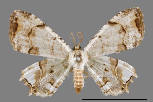 Dysaethria cretacea[粉白雙尾蛾][00012259]