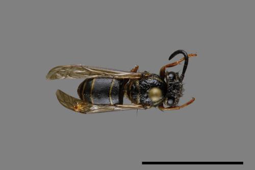 Vespula flaviceps[細黃胡蜂][00073019]