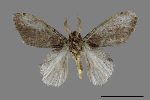 Liparopsis postalbida[中灰舟蛾][00055174]