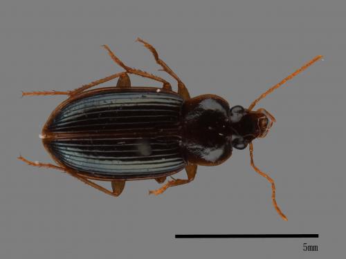 <已分類>Family：Carabidae[步行蟲科][00049791]