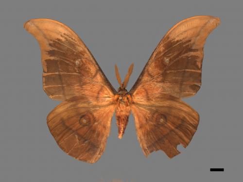 Antheraea yamamai superba[大透目天蠶蛾][00016069]