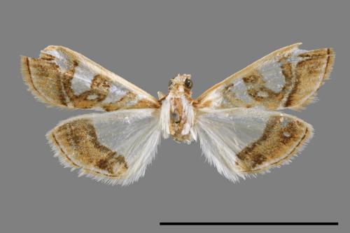 Glyphodes duplicalis[00068651]