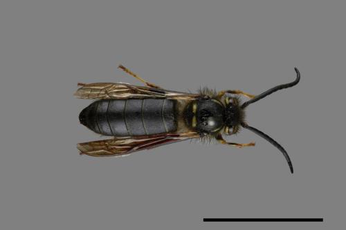 Vespula flaviceps[細黃胡蜂][00073417]