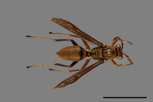 Polistes formosanus[00101590]