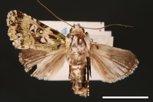 Yula muscosa[00001876]