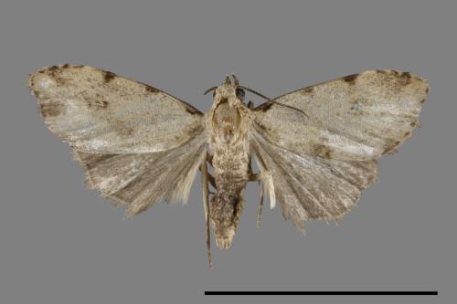 <已分類>Family：Noctuidae[夜蛾科][00092839]