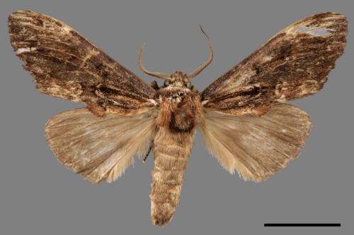 Hexafrenum leucodera yamamotoi[吉本氏異齒舟蛾 (明白頸異齒舟蛾)][00058358]